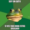 /album/fotogaleria/gato-jpg/