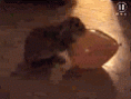 /album/fotogaleria-gifs/a05-gif/